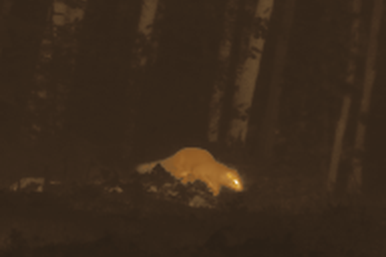 A thermal photograph of a deer glowing warm against a dark birch wood.